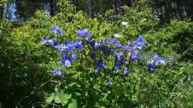 Aquilegia Ormanı rüzgarda sallanıyor