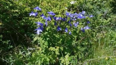 Aquilegia Ormanı rüzgarda sallanıyor