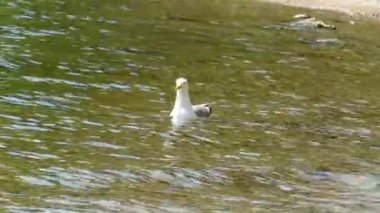 Bir martı kıyı kenarında sığ sularda yüzer, dalır, bir balık yakalar ve onu yutar.