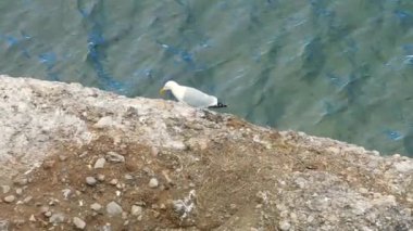 Kayalık bir adada beceriksizce yürüyen iki martı.