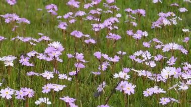 Pembe küçük kır çiçekleri rüzgarda sallanıyor