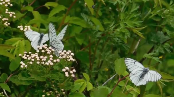 Tres Mariposas Blancas Están Sentadas Arbustos Florecientes Una Mariposa Voló — Vídeo de stock