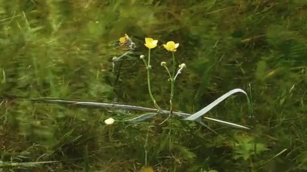 Uma Flor Amarela Cresce Água Muitas Plantas Verdes Água Limpa — Vídeo de Stock