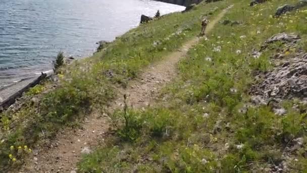 Dog Runs Trail Sea Sunny Weather Green Grass Grows — Stock Video