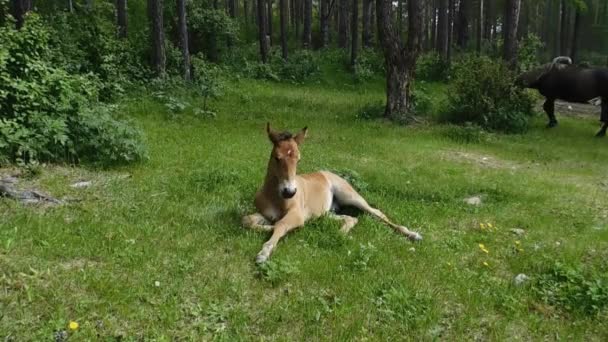 Een Bruin Veulen Ligt Het Gras Staat Schudt Zijn Hoofd — Stockvideo