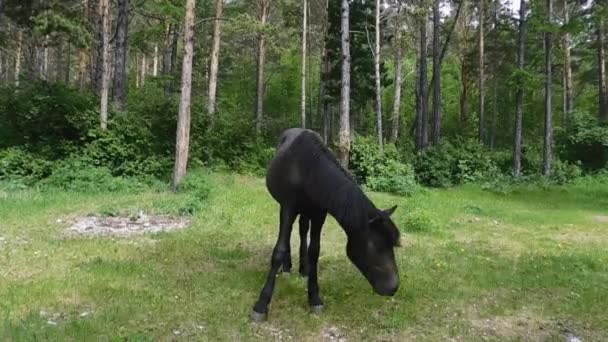 Een Zwart Paard Een Bos Glade Liet Zijn Hoofd Zakken — Stockvideo