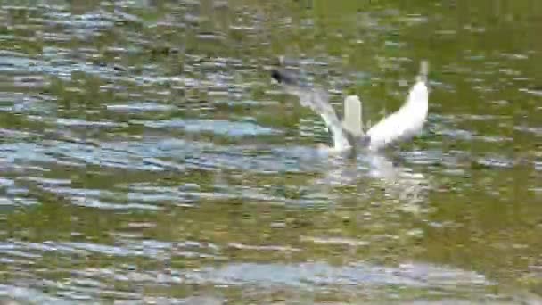 Una Gaviota Nada Sumerge Bajo Agua Para Atrapar Peces Pequeños — Vídeos de Stock