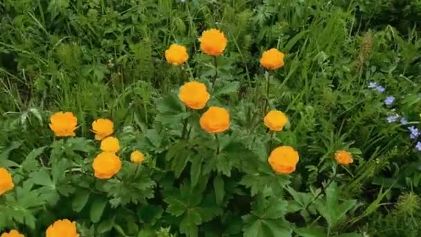 Jasně Oranžové Květy Trollius Houpat Malého Vánku — Stock video