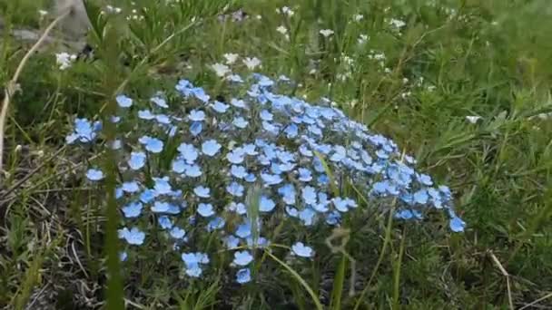 Pequenas Flores Silvestres Azuis Balançam Vento — Vídeo de Stock