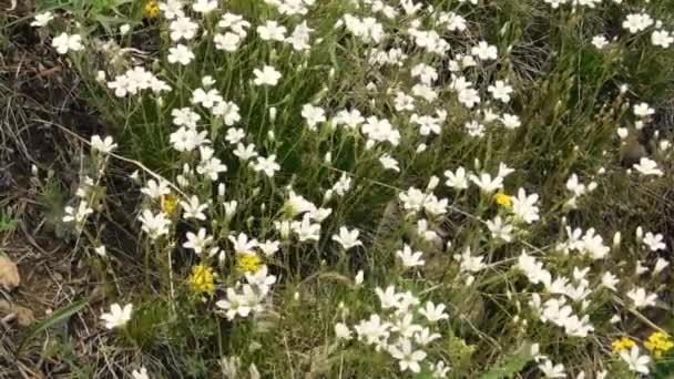 Bílé Malé Divoké Květy Houpají Větru — Stock video