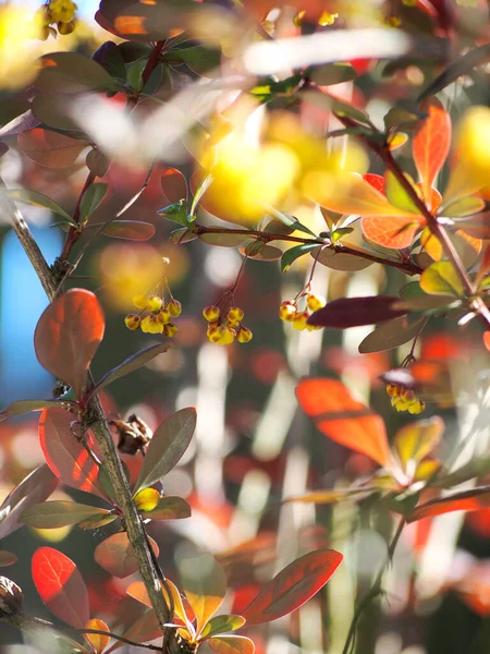 Tree with berries, red, yellow and green tones - Photo