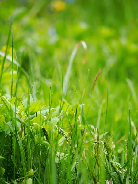 Campo Diferentes Hierba Verde Flores Foto — Foto de Stock