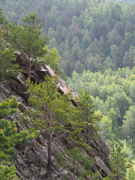 Verschiedene Bäume Wachsen Einem Berghang Vor Dem Hintergrund Eines Dichten — Stockfoto