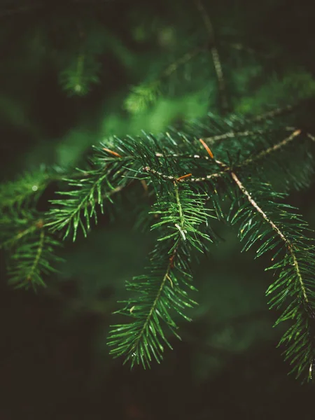 Green spruce branch in dark colors with blurred background - Photo