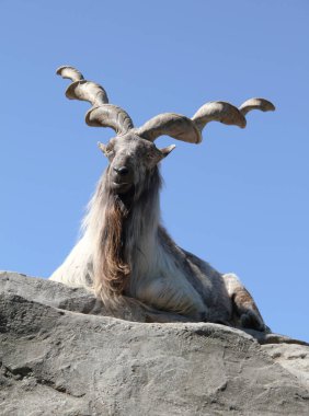 Artiodactyla dağ keçisi. Hindistan 'a özgü.