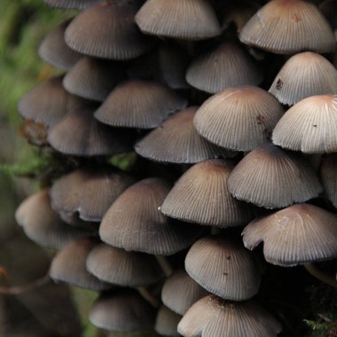 Yosun kaplı bir ağaçta bir sürü mantar yetişiyor.