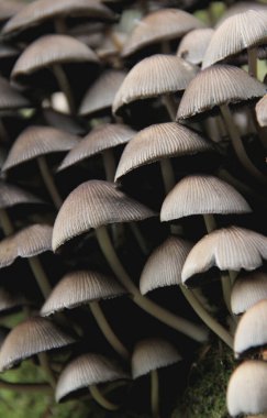 Yosun kaplı bir ağaçta bir sürü mantar yetişiyor.