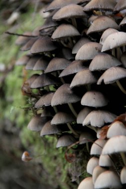 Yosun kaplı bir ağaçta bir sürü mantar yetişiyor.
