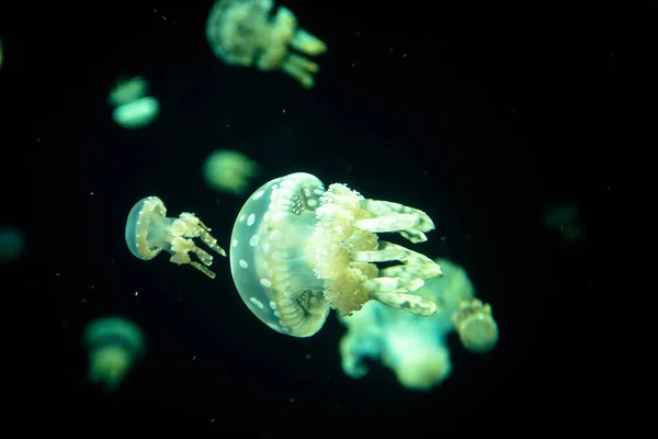 Ravishing Jellyfish Always Original — Stock Photo, Image