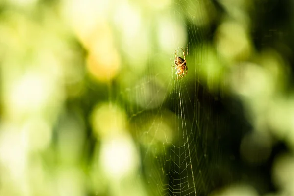 Spider Ett Nät Gjort Morning Sun Stanley Park Vancouver British — Stockfoto