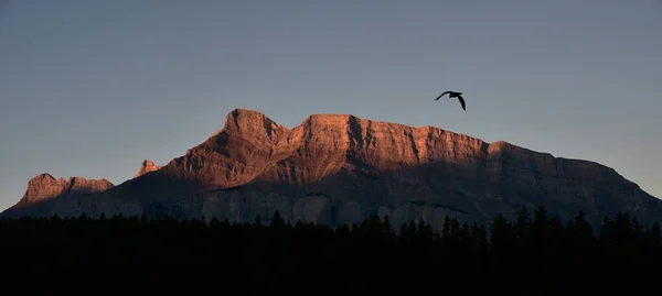 Ave voadora acima da Montanha do Túnel durante o nascer do sol em Alberta, Canadá, Montanhas Rochosas — Fotografia de Stock