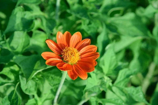 Single garden ornamental flower blooming with orange petals and yellow pollination