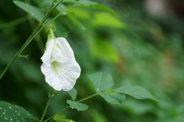 Su ile çiçeklenme beyaz bezelye çiçek damla yağmur sonra ve yaprak yeşil arka plan boşluk kopyalamak,