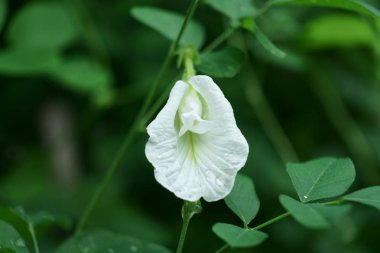 Su ile çiçeklenme beyaz bezelye çiçek damla yağmur sonra ve yaprak yeşil arka plan boşluk kopyalamak,