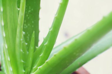 Aloe vera pot bitki ahşap masa arka plan, kopya alanı, cilt bakım arka plan kavramı üzerinde