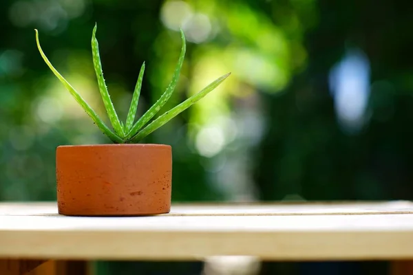 Potplant Małe Aloe Vera Drewnianym Stole Blur Zielony Ogród Tło — Zdjęcie stockowe