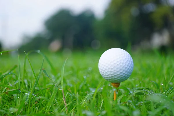 Pelota Golf Tee Con Fondo Campo Oro Listo Para Tee —  Fotos de Stock