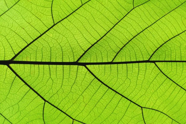 丰富的绿叶纹理通过对称的静脉结构 自然有机纹理概念 — 图库照片