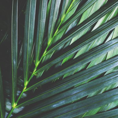 Palmiye yaprak doku desen arka plan, doğa doku kavramı