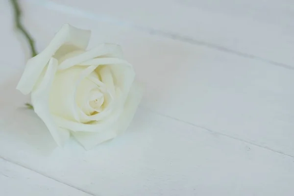 Beautiful white rose flower on white background, soft tone valentine concept, copy space, soft passion