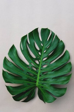 Tek taze yeşil monstera yaprak doku