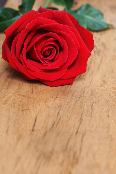 ウッド テクスチャ背景 甘いバレンタイン存在概念 バレンタインの日にバラ コピー領域に素敵な赤い色のバラの花の花 — ストック写真