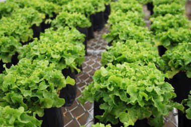 Kırpma, sahne, temiz gıda hydroponic ekimi hasat dikim yeşil meşe marul