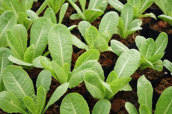 Römische Salatpflanzung Bei Der Ernte Kopierraum — Stockfoto