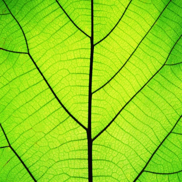 丰富的绿叶纹理通过对称的静脉结构 美丽的自然纹理概念 复制空间 — 图库照片