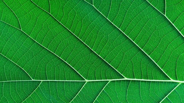 丰富的绿色边缘光叶纹理通过对称静脉结构 美丽的自然纹理背景概念 复制空间 — 图库照片