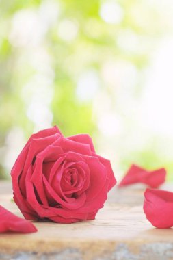 Güzel çiçek açan grubun kırmızı renk gül çiçek yaprakları ahşap masa arka plan üzerinde ile dekore edilmiş, tatlı Sevgililer sunmak kavram, kopya alanı