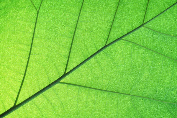 丰富的绿色边缘光叶纹理通过对称的静脉结构 美丽的自然纹理背景概念 复制空间 — 图库照片