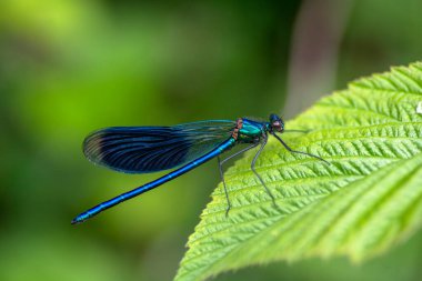 Calopteryx Başak, Güzel Kız Sineği, Calopterygidae, Yeşil yaprağın üzerinde dinlenen Dragonfly.