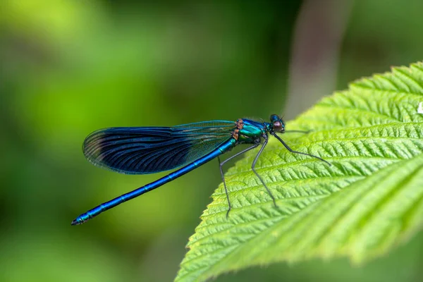 Calopteryx Başak, Güzel Kız Sineği, Calopterygidae, Yeşil yaprağın üzerinde dinlenen Dragonfly.