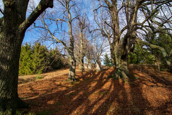 참나무와 너도밤나무 서식하는 땅에는 그림자가 드리워져 — 스톡 사진