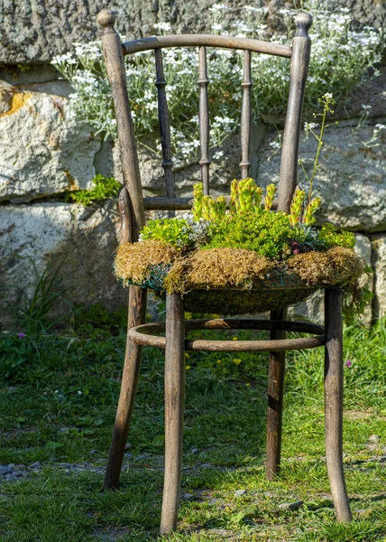 园中的椅子花盆 旧木椅花盆 — 图库照片