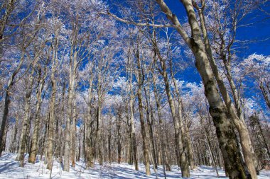 Kışın güneşli bir günde kayın ormanı.