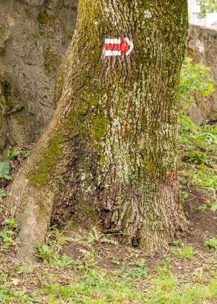 Red White Direction Sign Painted Moss Covered Oak Tree Trunk — Stock Photo, Image