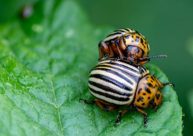 Colorado patates böcekleri yeşil patates yaprakları üzerinde çiftleşiyorlar..