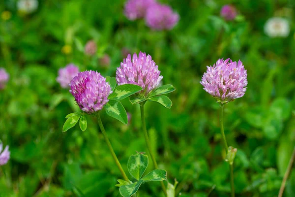 Fiore Trifoglio Rosso Selvatico Isolato Trifolium Pratense Con Sfondo Verde — Foto Stock